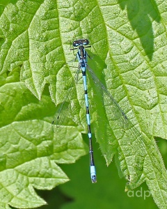 Variable Damselfly (Coenagrion pulchellum) Sussex, Alan Prowse